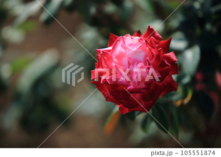 荒尾市　おもやい市民花壇　バラの花、 105551874