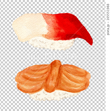 Hand drawn watercolor surf clam and ark shell sushi illustration 105551988