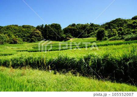 葉山の棚田(上山口の棚田) 105552007