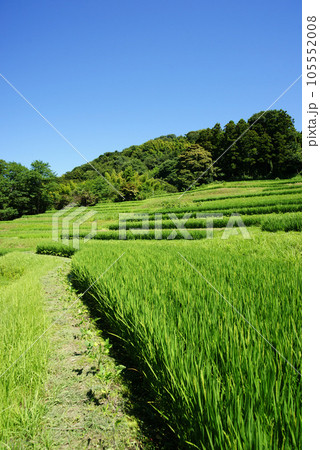 里山　葉山の棚田 105552008