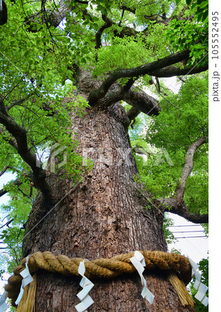 新熊野神社 影向の大樟(京都市東山区) 新熊野神社 影向の大樟(京都市東山区) 105552495