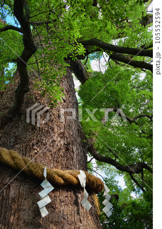 新熊野神社 影向の大樟(京都市東山区) 新熊野神社 影向の大樟(京都市東山区) 105552594