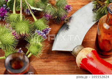 Burdock plant with flowers Burdock plant with flowers 105552624