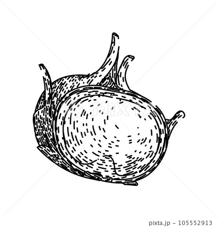 vegetable kohlrabi green sketch hand drawn vector 105552913