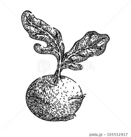 cabbage kohlrabi green sketch hand drawn vector cabbage kohlrabi green sketch hand drawn vector 105552917