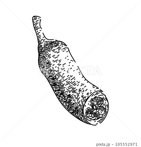 vegetable chili pepper sketch hand drawn vector vegetable chili pepper sketch hand drawn vector 105552971