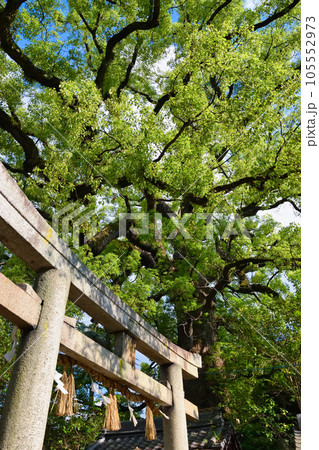 新熊野神社　影向の大樟（京都市東山区） 105552973