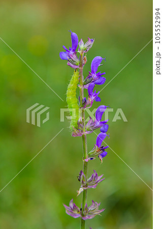 Caterpillar sliding along a stalk of sage with green background 105552994