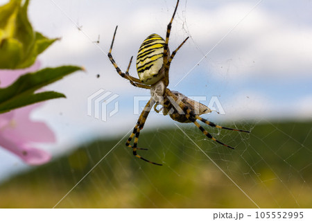 A wasp spider in a large web on a background of green grass on a sunny day. Argiope bruennichi 105552995