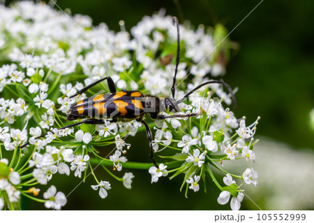 Closeup on a Spotted longhorn beetle, Leptura maculata on the white flower of a Wild carrot, Daucus carota 105552999