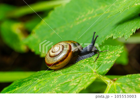 Oxychilus alliarius , commonly known as the garlic snail or garlic glass-snail 105553003