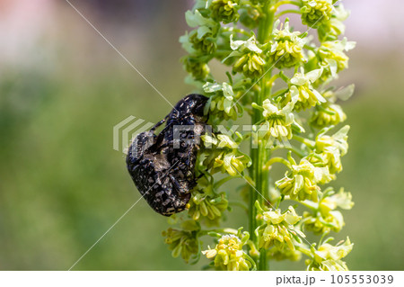 White spotted rose beetle 105553039