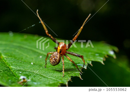 Xysticus spider is on a green leaf. Natural environment, sunny summer day Xysticus spider is on a green leaf. Natural environment, sunny summer day 105553062