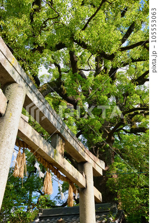 新熊野神社 影向の大樟(京都市東山区) 新熊野神社 影向の大樟(京都市東山区) 105553063
