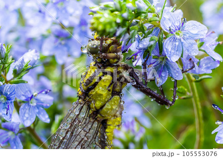 Dragonfly Gomphus vulgatissimus in front of green background macro shot with dew. on the wings. Blue flowers in the morning of a sunny summer day Dragonfly Gomphus vulgatissimus in front of green background macro shot with dew. on the wings. Blue flowers in the morning of a sunny summer day 105553076