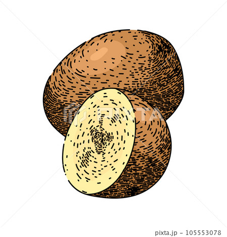 organic potato fresh sketch hand drawn vector 105553078