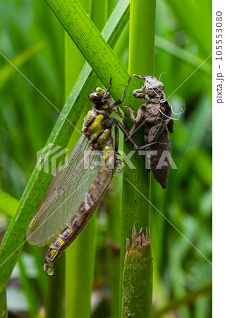 Larval dragonfly grey shell. Nymphal exuvia of Gomphus vulgatissimus. White filaments hanging out of exuvia are linings of tracheae. Exuviae, dried outer casing on blade of grass 105553080