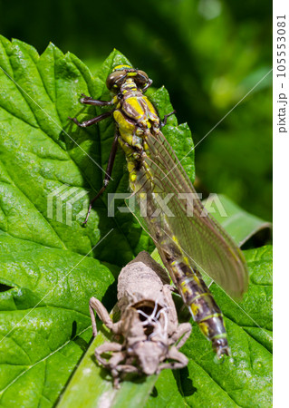 Larval dragonfly grey shell. Nymphal exuvia of Gomphus vulgatissimus. White filaments hanging out of exuvia are linings of tracheae. Exuviae, dried outer casing on blade of grass Larval dragonfly grey shell. Nymphal exuvia of Gomphus vulgatissimus. White filaments hanging out of exuvia are linings of tracheae. Exuviae, dried outer casing on blade of grass 105553081