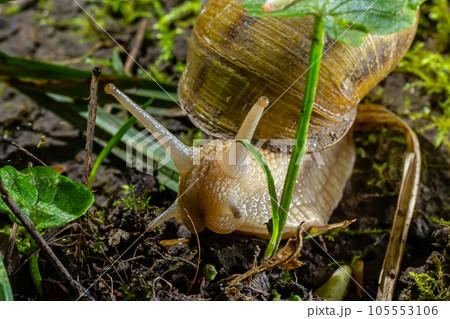 Helix pomatia also Roman snail, Burgundy snail, edible snail or escargot, is a species of large, edible, air-breathing land snail, a terrestrial pulmonate gastropod mollusk in the family Helicidae Helix pomatia also Roman snail, Burgundy snail, edible snail or escargot, is a species of large, edible, air-breathing land snail, a terrestrial pulmonate gastropod mollusk in the family Helicidae 105553106