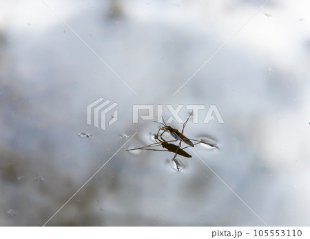 Insect Gerris lacustris, known as common pond skater or common water strider is a species of water strider, found in Europe have ability to move quickly on the water surface and have hydrophobic legs 105553110