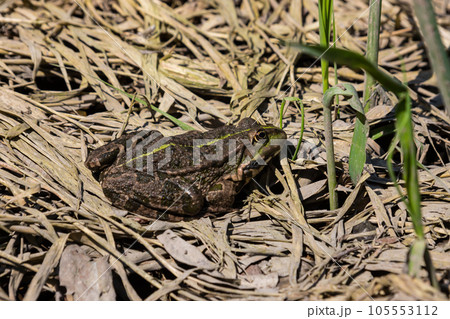 Frog Rana ridibunda pelophylax ridibundus sits on stones on the shore of garden pond. Blurred background. Selective focus. Spring landscaped garden. Natural habitat. Nature concept for design Frog Rana ridibunda pelophylax ridibundus sits on stones on the shore of garden pond. Blurred background. Selective focus. Spring landscaped garden. Natural habitat. Nature concept for design 105553112