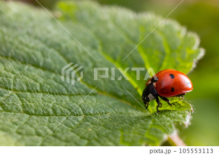 Closeup on the colorful seven-spot ladybird, Coccinella septempunctata on a green leaf in the garden Closeup on the colorful seven-spot ladybird, Coccinella septempunctata on a green leaf in the garden 105553113