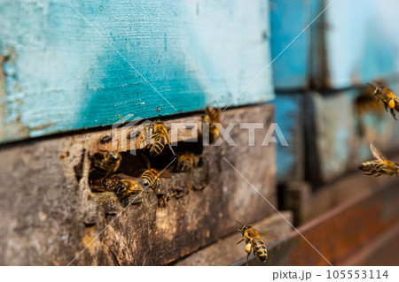 Group of bees near a beehive, in flight. Wooden beehive and bees. Bees fly out and fly into the round entrance of a wooden vintage beehive in an apiary close up view 105553114