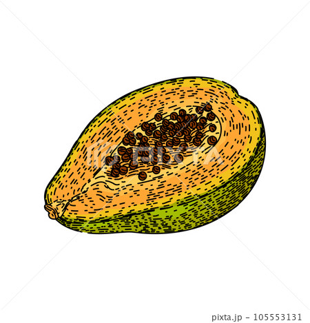 orange papaya fruit sketch hand drawn vector 105553131