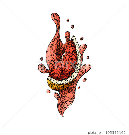 top grapefruit red sketch hand drawn vector top grapefruit red sketch hand drawn vector 105553162