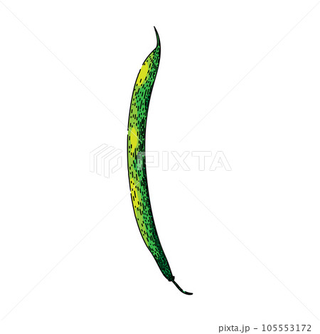 fresh geen beans sketch hand drawn vector fresh geen beans sketch hand drawn vector 105553172