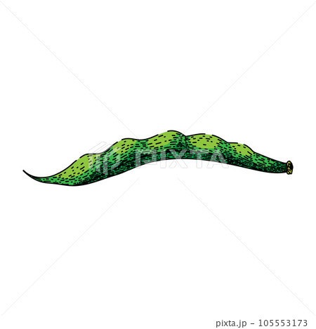 organic geen beans sketch hand drawn vector 105553173