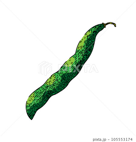 vegetable geen beans sketch hand drawn vector vegetable geen beans sketch hand drawn vector 105553174