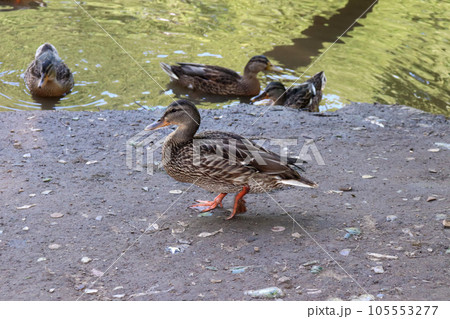 wild mallard duck walks along the shore wild mallard duck walks along the shore 105553277