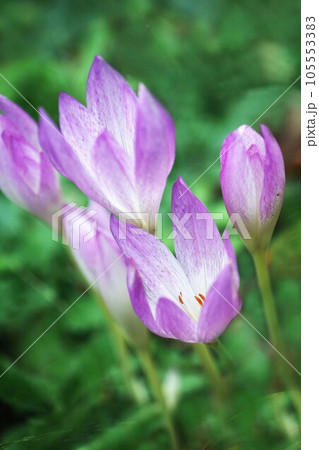 ハーブ サフランの花 ハーブ サフランの花 105553383