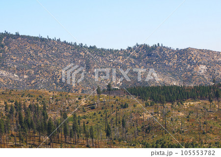 Mountain slopes with trees. Deforestation, a global problem. Mountain slopes with trees. Deforestation, a global problem. 105553782