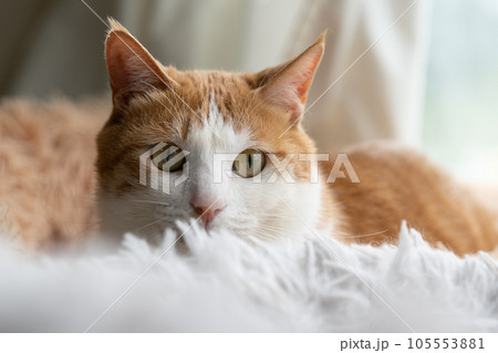 見つめる猫 茶トラ白 見つめる猫 茶トラ白 105553881