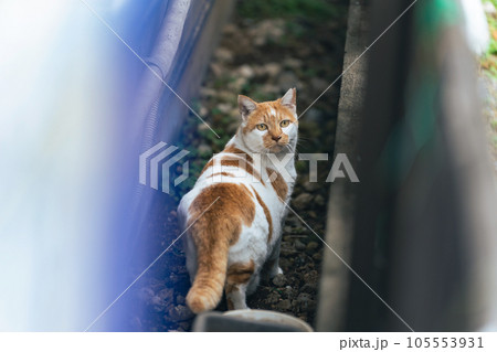 路地裏の野良猫 地域猫 路地裏の野良猫 地域猫 105553931
