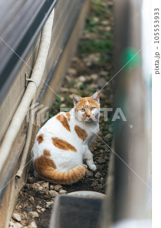 路地裏の野良猫 地域猫 路地裏の野良猫 地域猫 105553933
