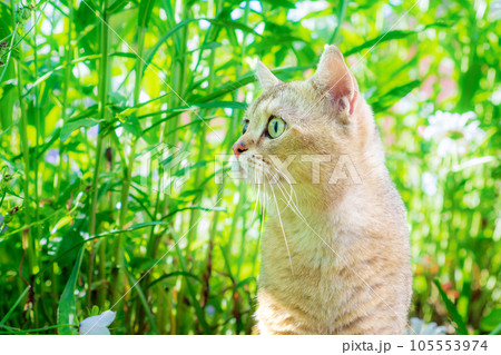 Portrait of a beautiful golden colored British cat among the grass. Golden chinchilla 105553974