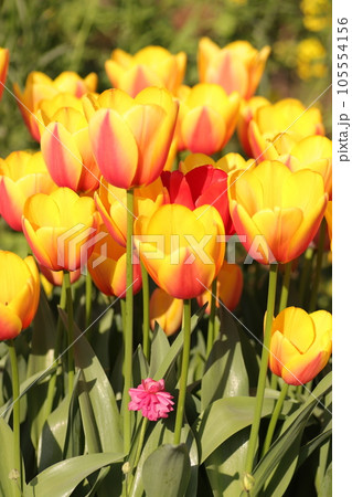 麗しのチューリップ 105554156