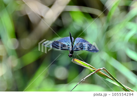 チョウトンボ 105554294