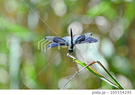 チョウトンボ 105554295