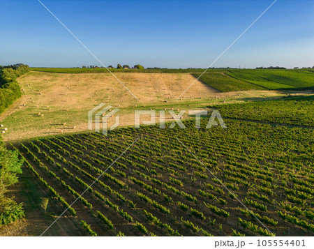 Aerial view Bordeaux Vineyard and forage fields with bales of hay in summer at sunrise 105554401