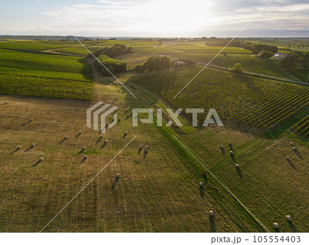 Aerial view Bordeaux Vineyard and forage fields with bales of hay in summer at sunrise 105554403