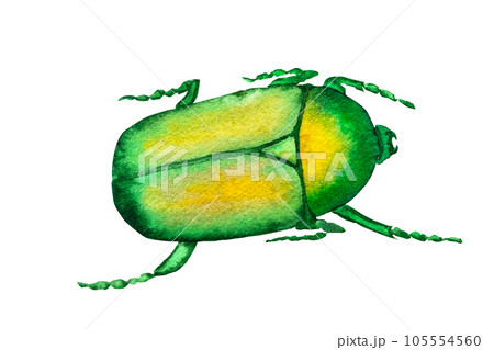 Watercolor illustration green beetle bronzovka hand drawn. Insects golden bronze 105554560