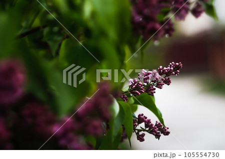 A bunch of violet pink wet lilacs with a drop of water in the background. Blurred dark green foreground and white background. The concept of tender spring flowers in rainy weather. Selective focus 105554730