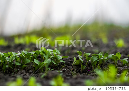 Young radish sprouts grow in soil in a home greenhouse. Home gardening. Healthy Organic Vegetables. Blurred white and light green background and blurred green foreground Young radish sprouts grow in soil in a home greenhouse. Home gardening. Healthy Organic Vegetables. Blurred white and light green background and blurred green foreground 105554738