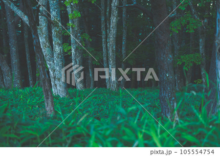 深い森 深い森 105554754
