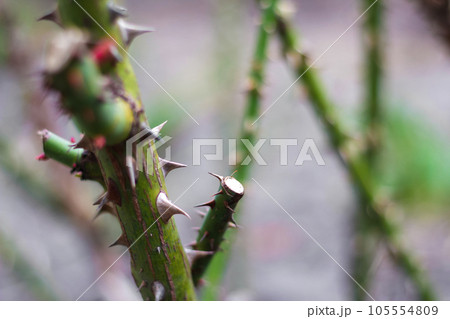 Defocus Stem rose. Close-up part of thorn bush. Stem of rose bush with thorns and green leaves on blurred gray background. Twig. Side view. Copy space. Out of focus Defocus Stem rose. Close-up part of thorn bush. Stem of rose bush with thorns and green leaves on blurred gray background. Twig. Side view. Copy space. Out of focus 105554809
