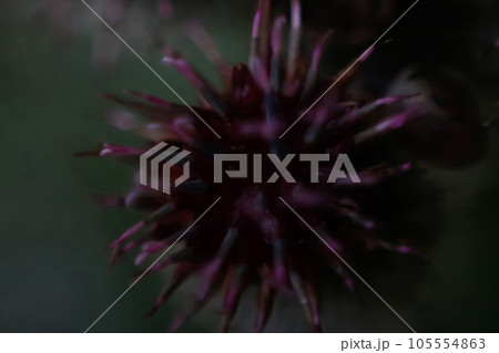 Defocus one globe burgundy Thistle flowers grass wild on green background. Globe-Thistle Flower. Coronavirus molecule. Virus, bacteria. Metaphor and symbol. Biological research. Genetic. Out of focus 105554863